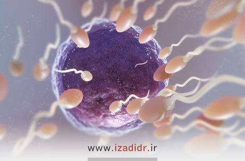 تقویت اسپرم | افزایش قدرت جنسی