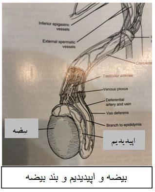 تفسیر آزمایش اسپرموگرام
